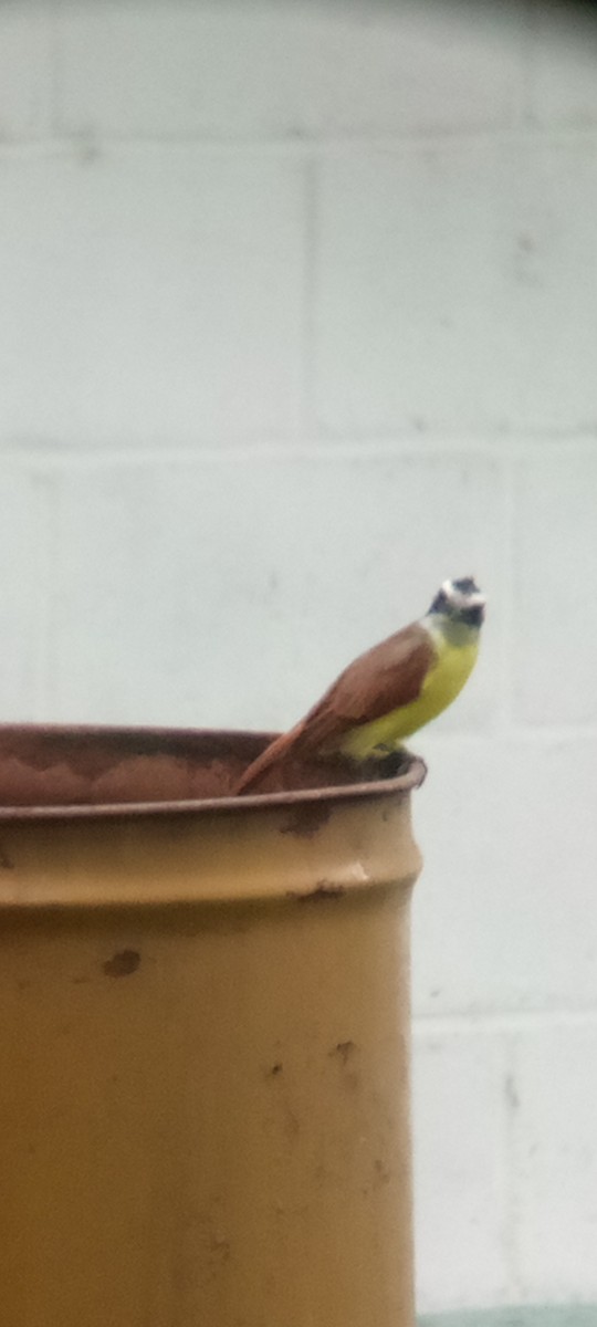 Great Kiskadee - ML642087654