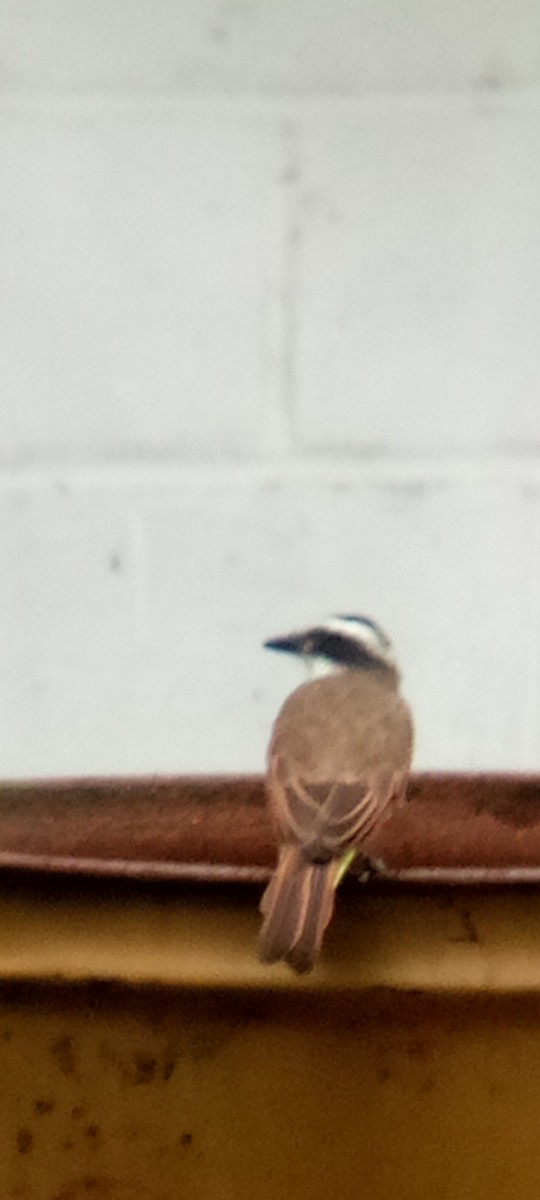 Great Kiskadee - ML642087656