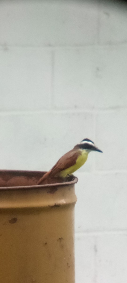 Great Kiskadee - ML642087659