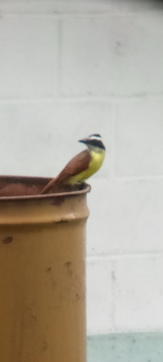 Great Kiskadee - ML642087660