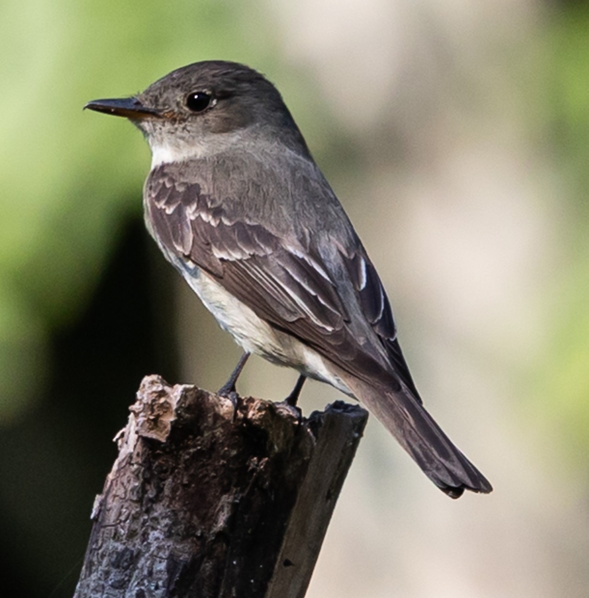 Eastern Wood-Pewee - ML642087691