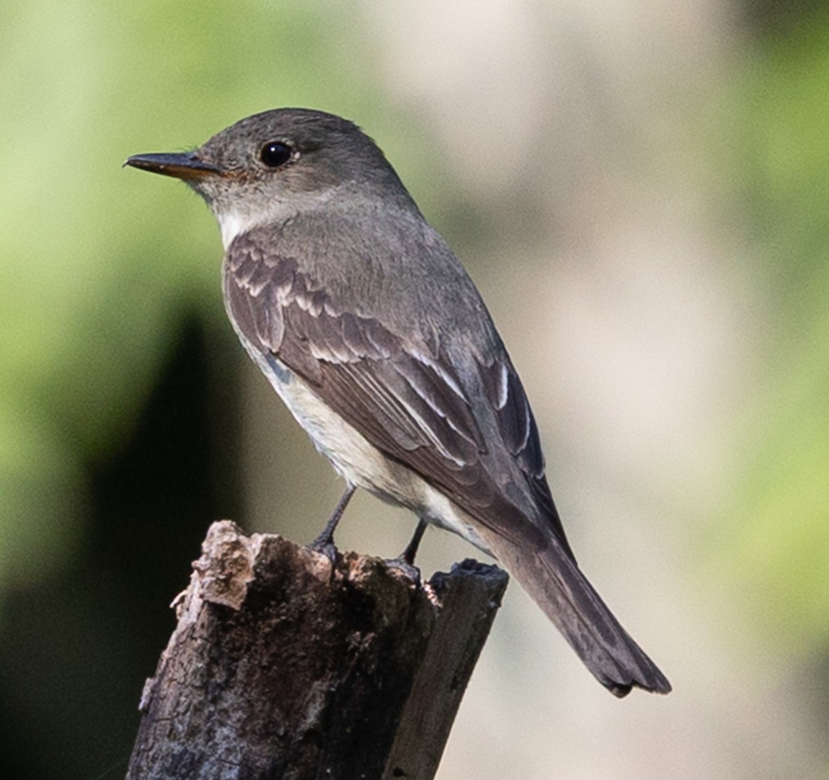 Eastern Wood-Pewee - ML642087692