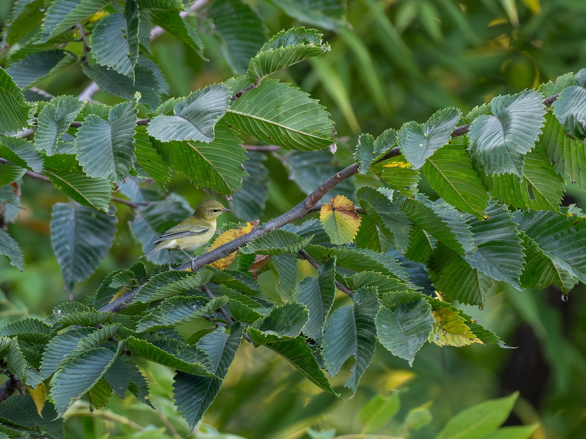 møllparula - ML642087694