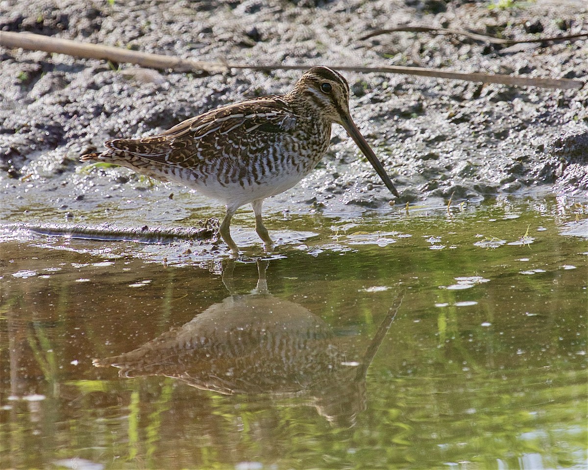 Wilson's Snipe - ML642087695