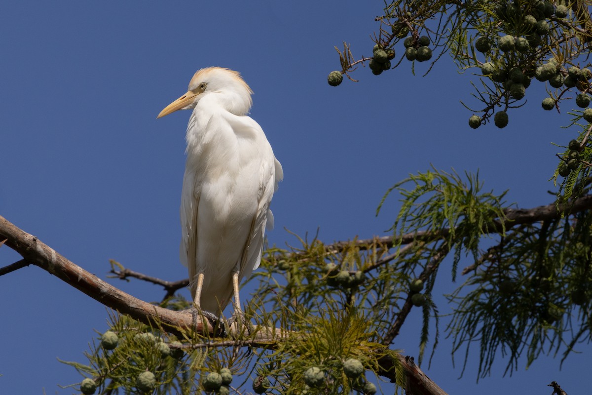 ニシアマサギ - ML642087715