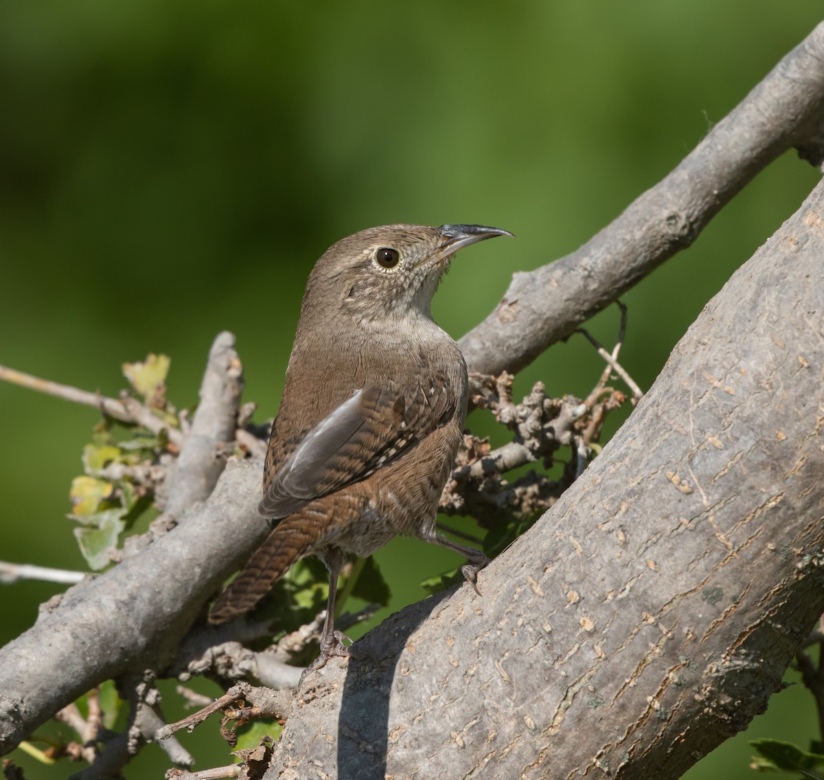 Northern House Wren - ML642087721
