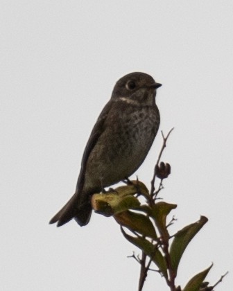 Dark-sided Flycatcher - ML642087724