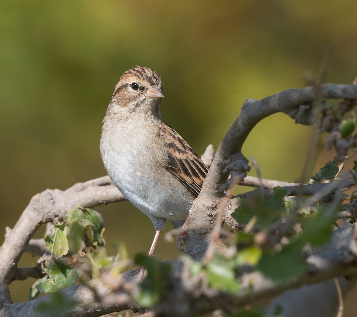 Chipping Sparrow - ML642087731