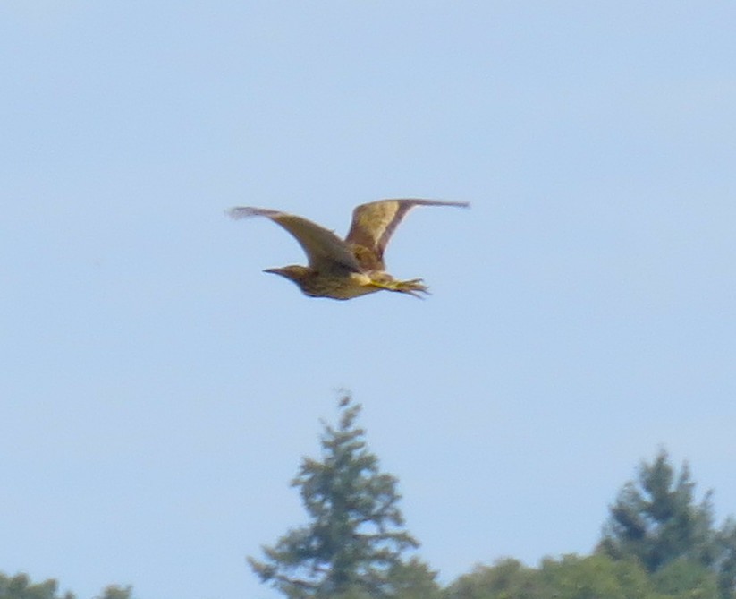 American Bittern - ML642087732