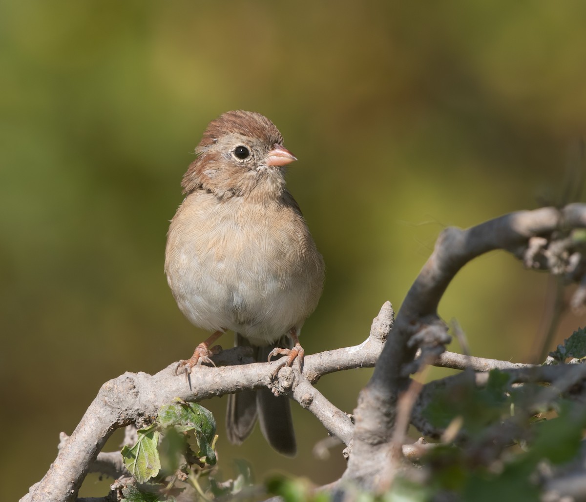 Field Sparrow - ML642087734
