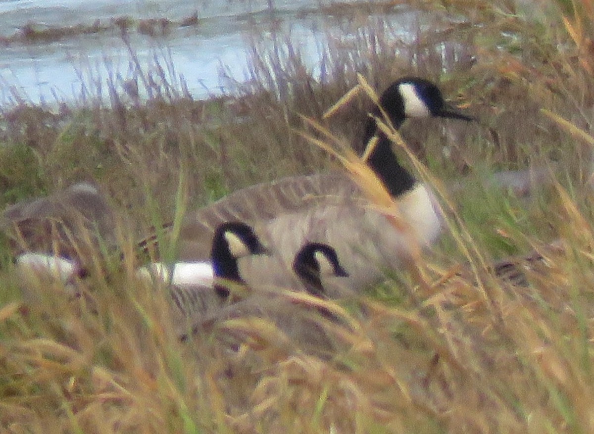 Cackling Goose - ML642087757