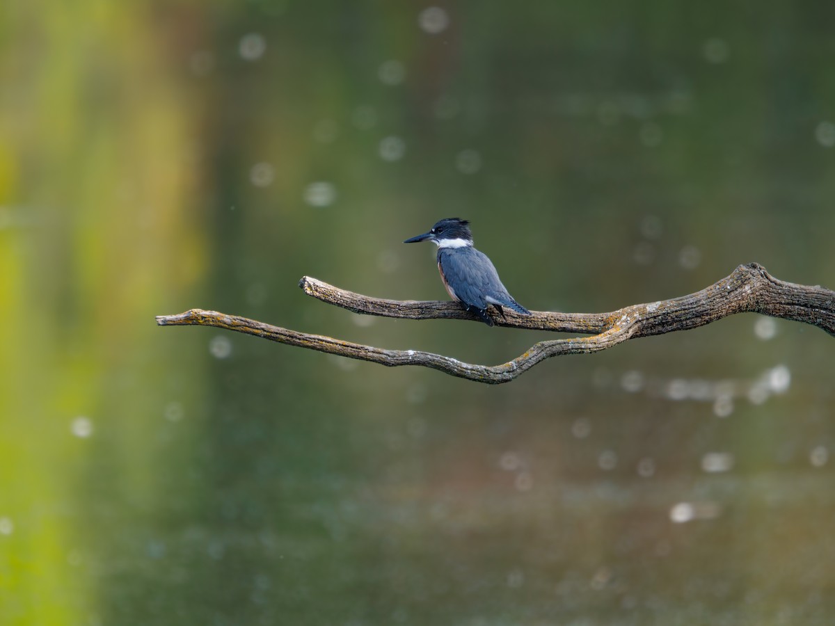 Belted Kingfisher - ML642087766