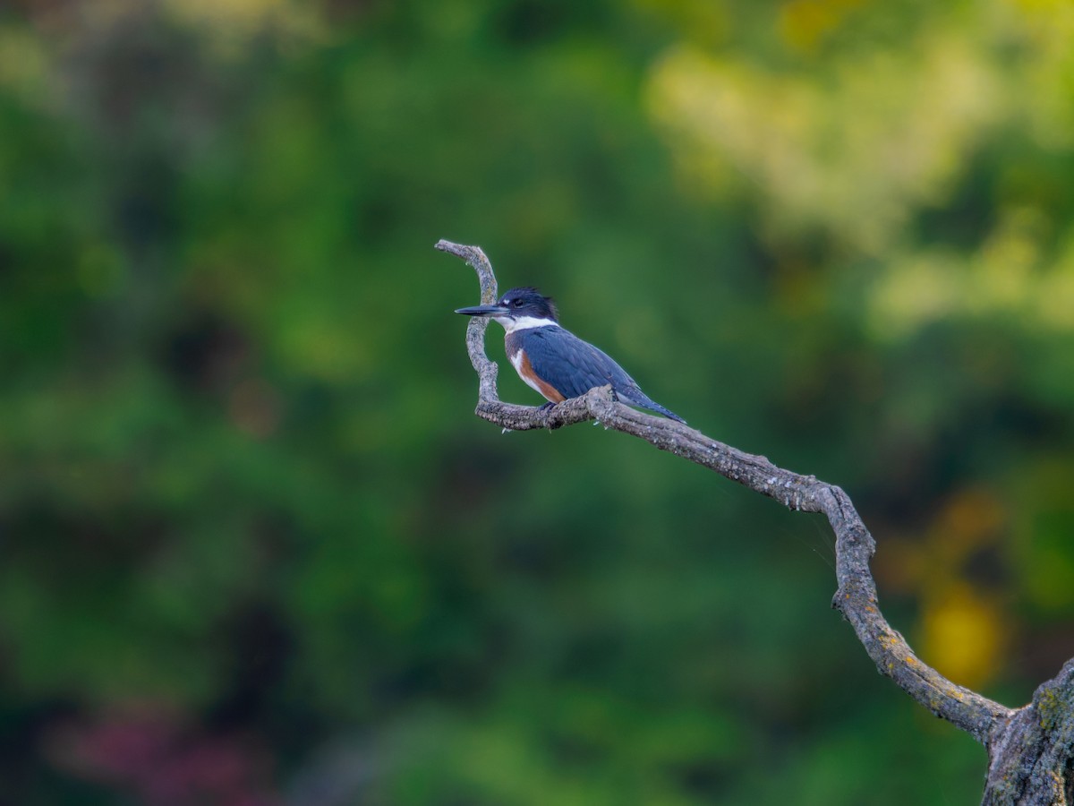 Belted Kingfisher - ML642087768