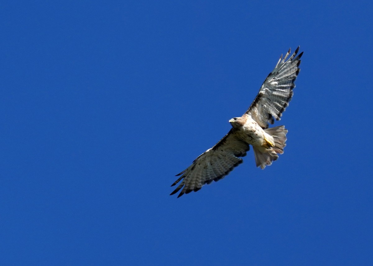 Red-tailed Hawk - ML642087782
