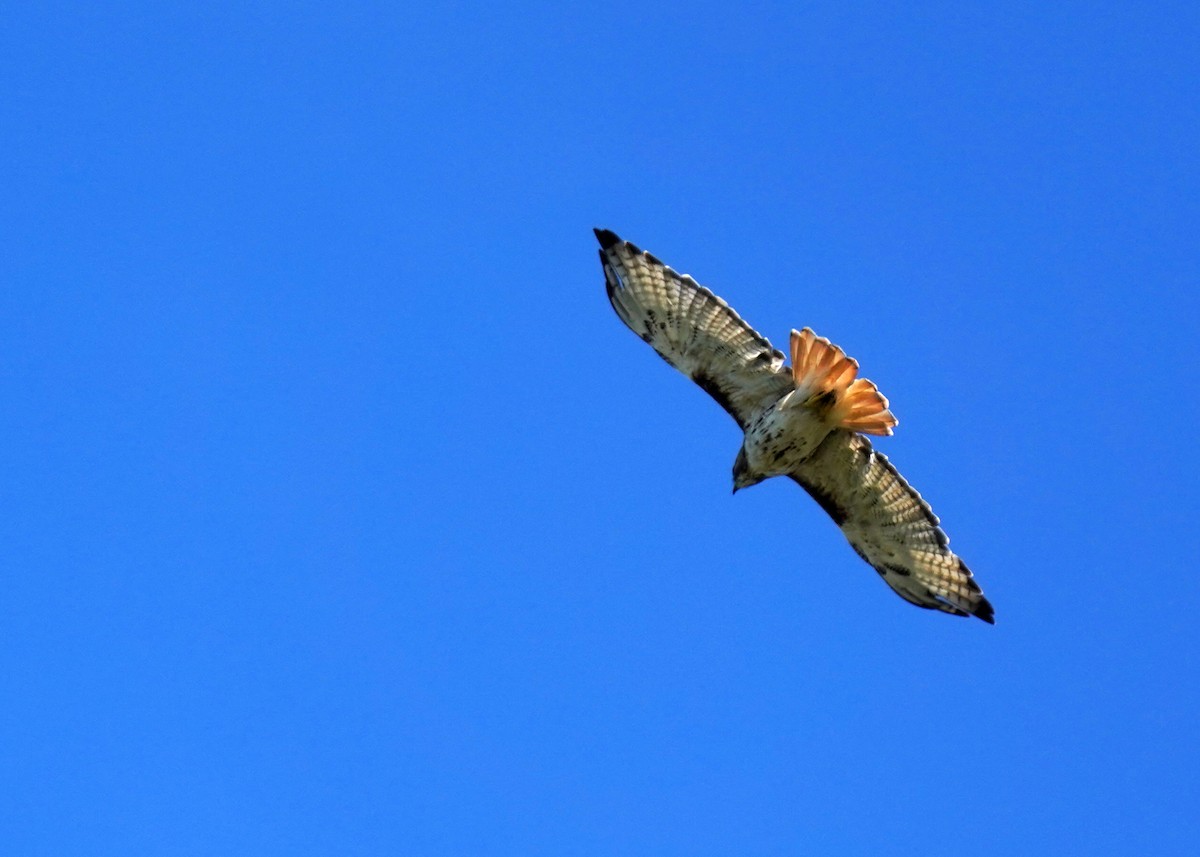 Red-tailed Hawk - ML642087783