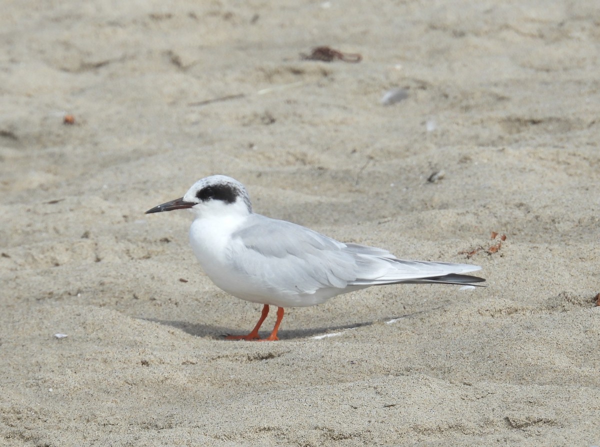 Forster's Tern - ML642087839