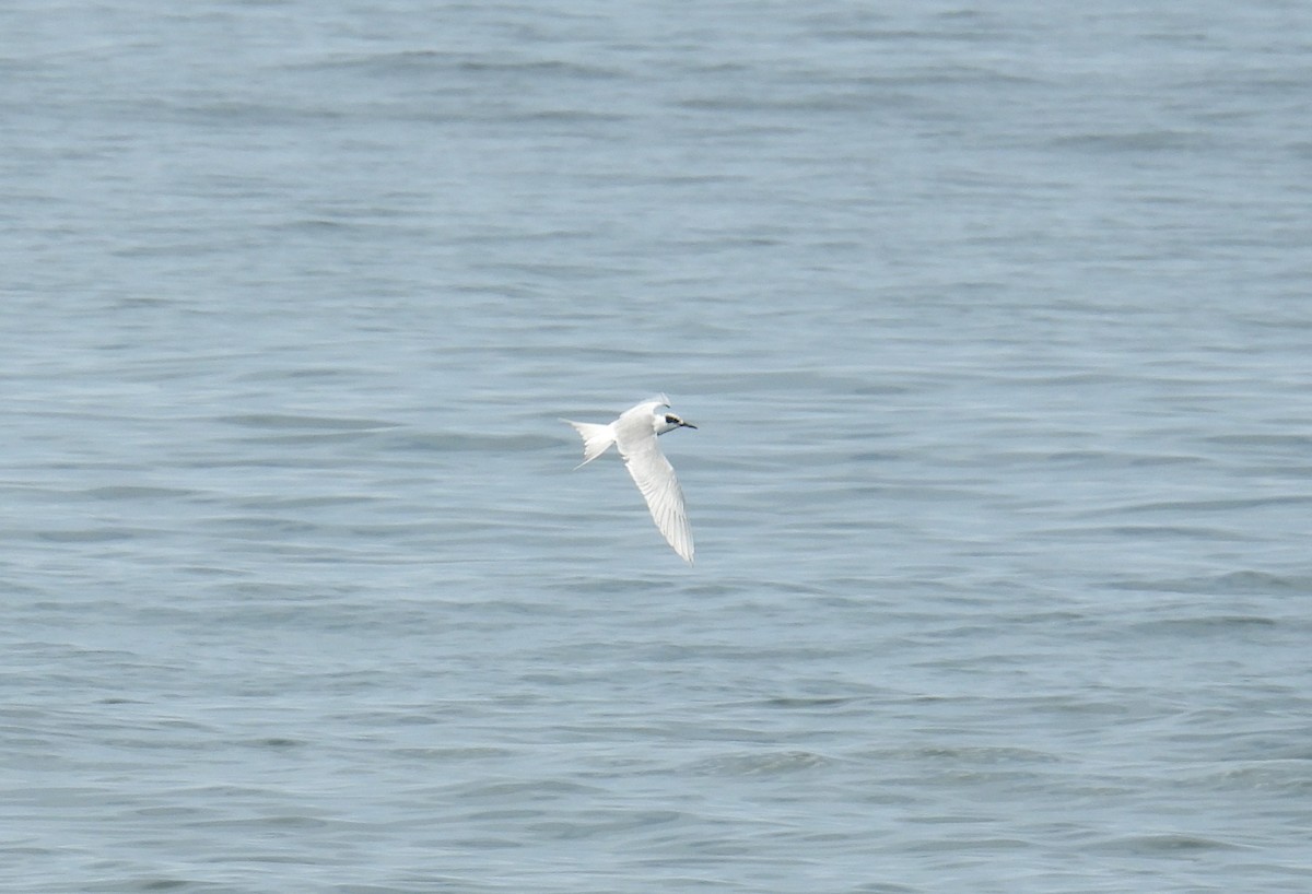 Forster's Tern - ML642087842