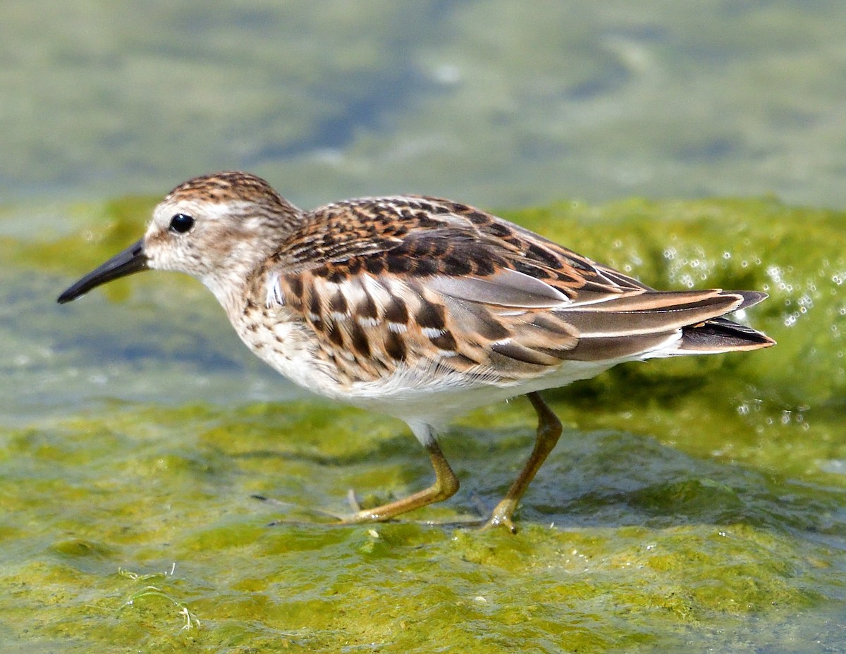 Least Sandpiper - ML642087847