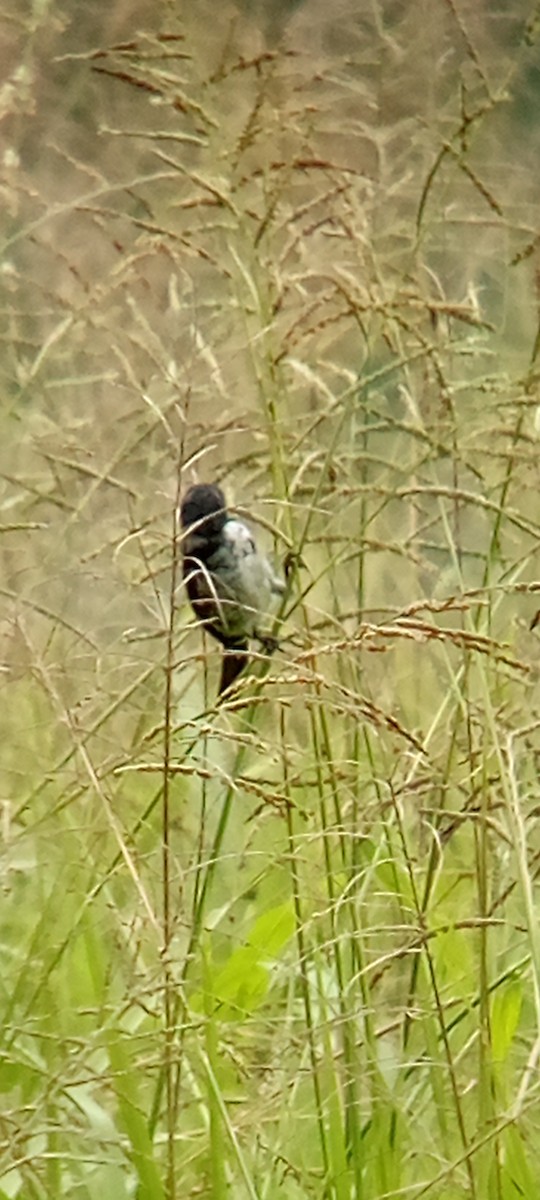 Lesson's Seedeater - ML642087849