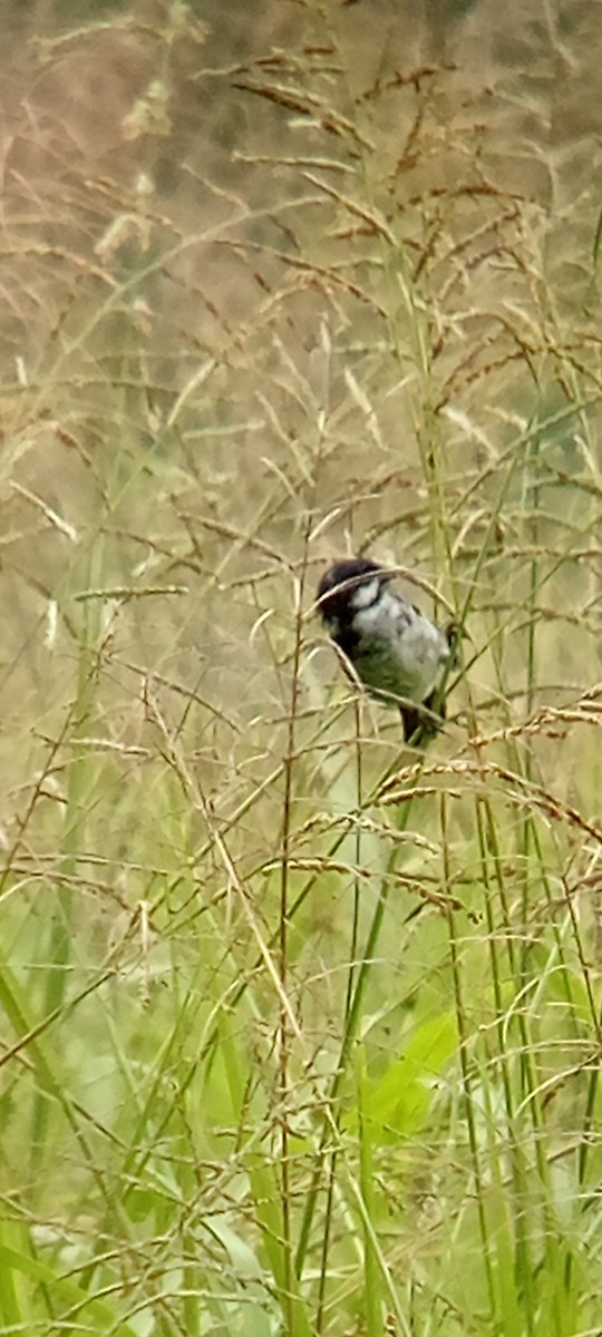 Lesson's Seedeater - ML642087850