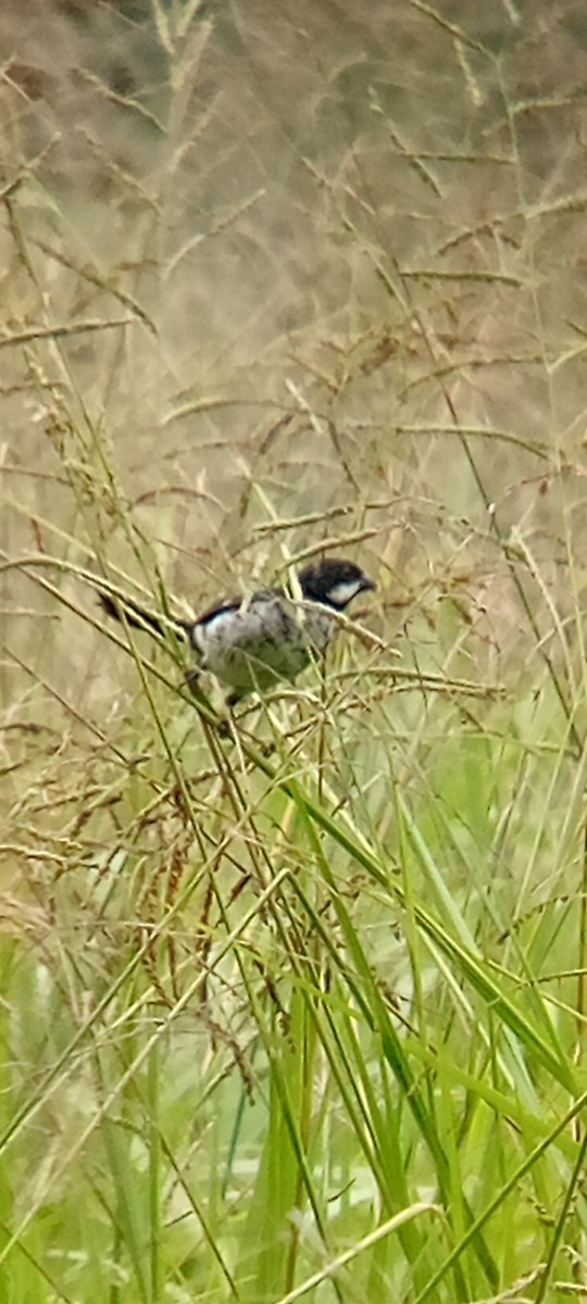 Lesson's Seedeater - ML642087851