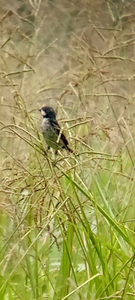 Lesson's Seedeater - ML642087852
