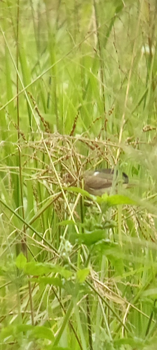Lesson's Seedeater - ML642087855