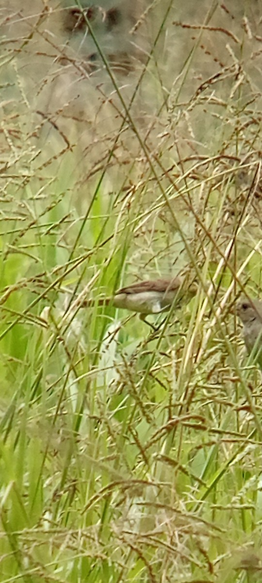 Lesson's Seedeater - ML642087857