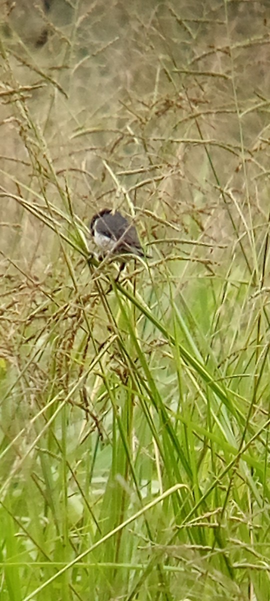 Lesson's Seedeater - ML642087858