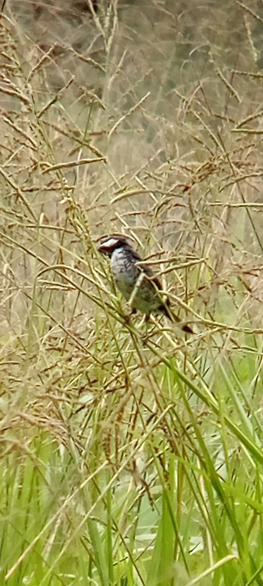 Lesson's Seedeater - ML642087859