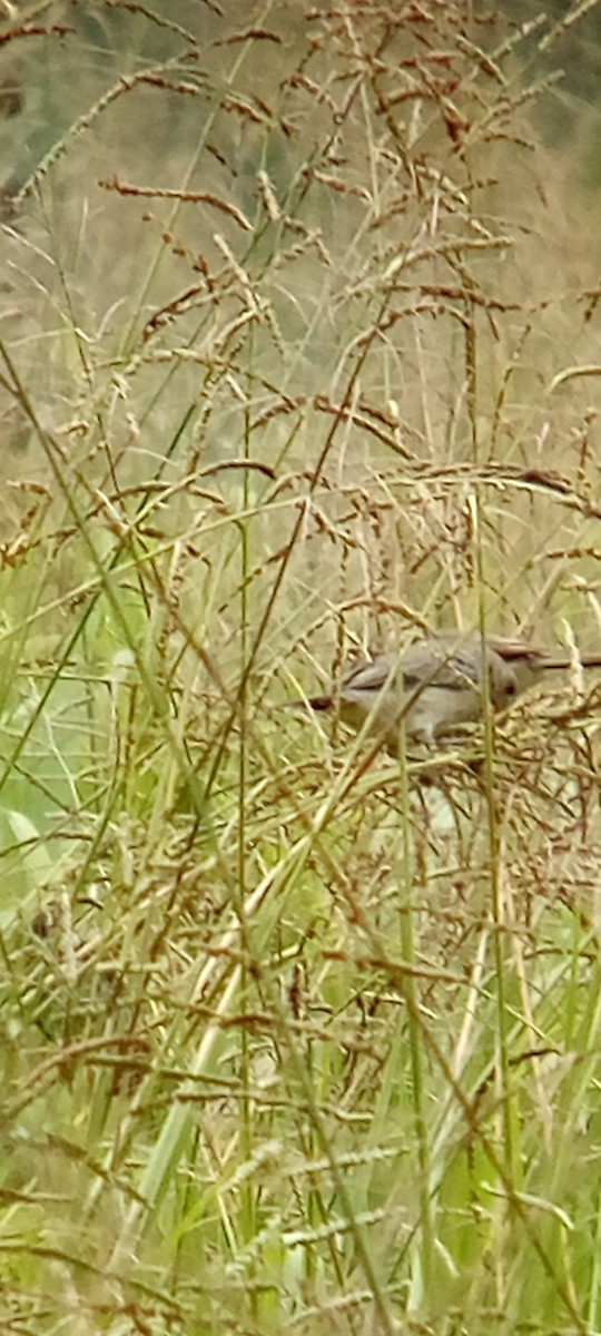 Lesson's Seedeater - ML642087860