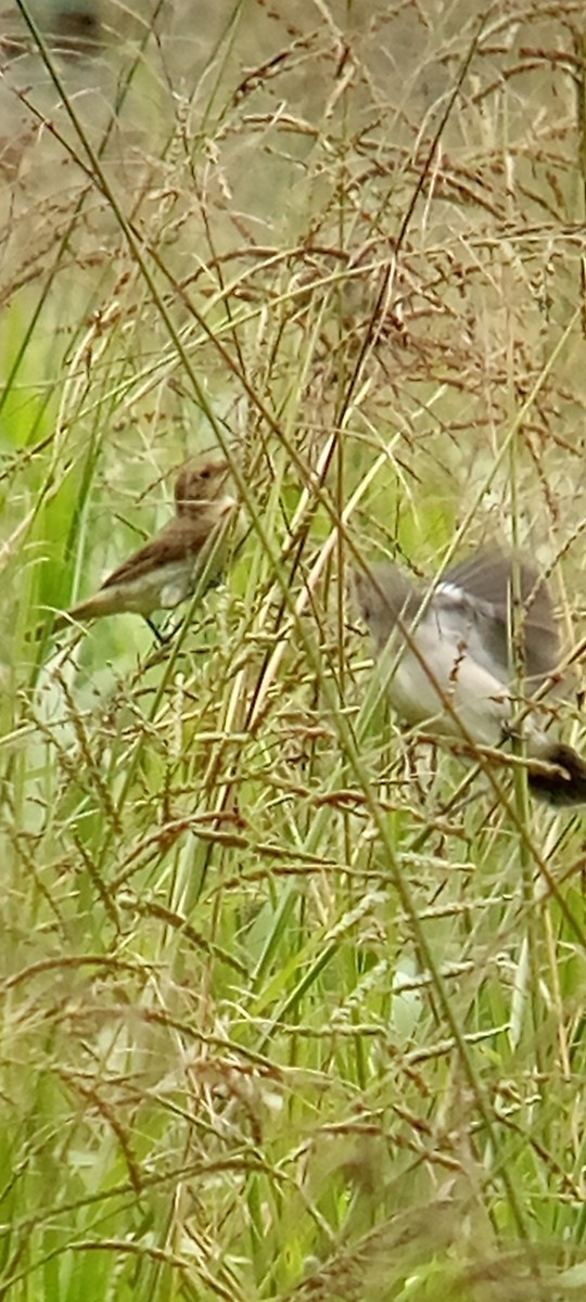 Lesson's Seedeater - ML642087861