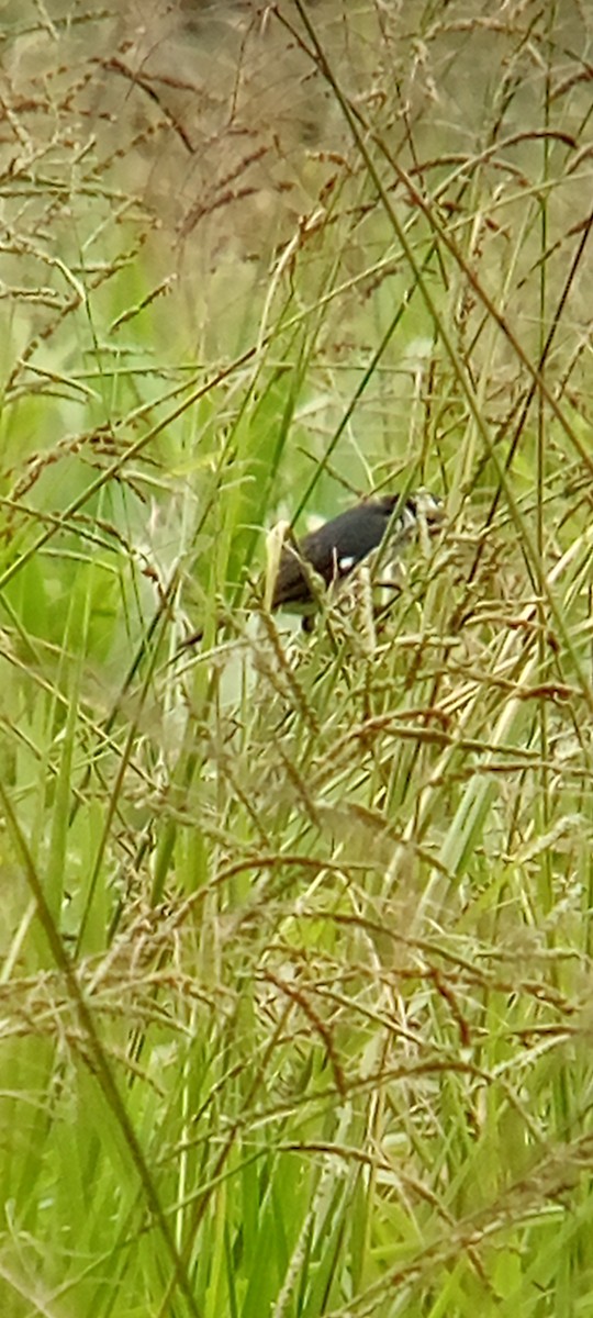 Lesson's Seedeater - ML642087862