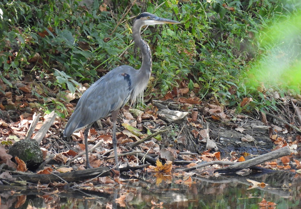 Great Blue Heron - ML642087864