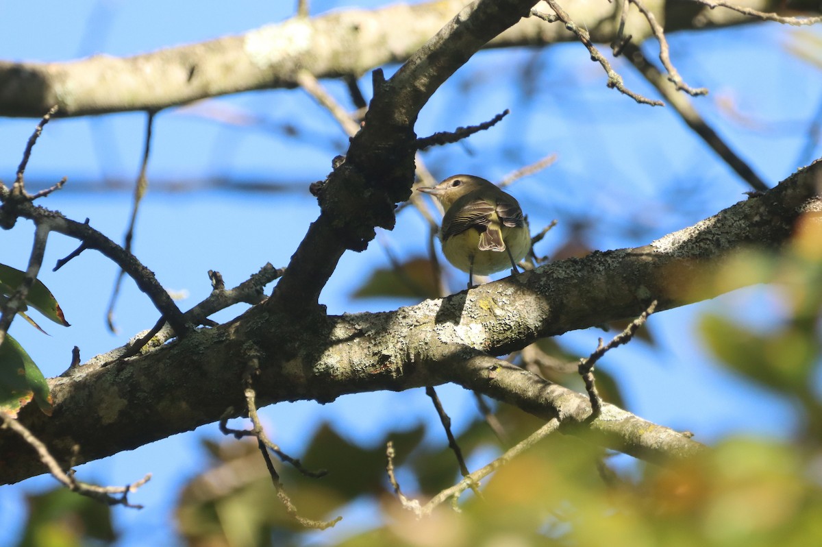 Philadelphia Vireo - ML642087865