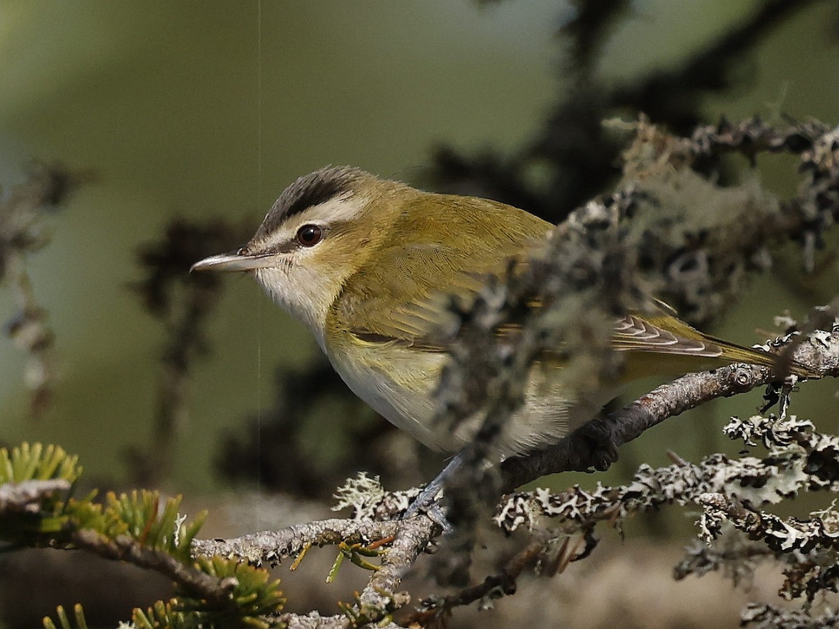 Red-eyed Vireo - ML642087867