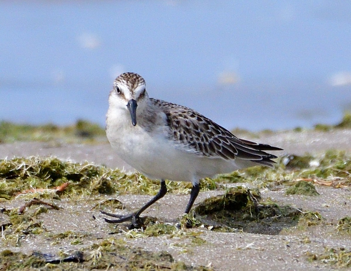 Semipalmated Sandpiper - ML642087870