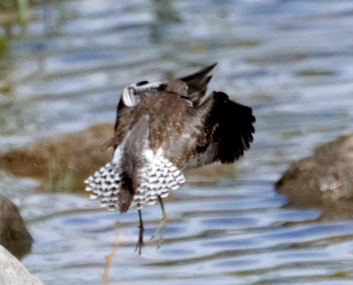 Solitary Sandpiper - ML642087872