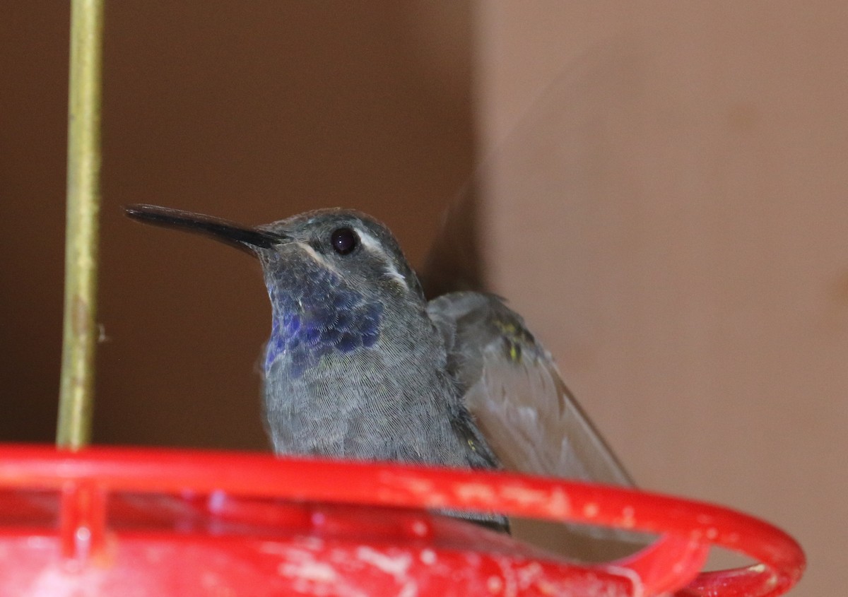 Blue-throated Mountain-gem - ML642087876