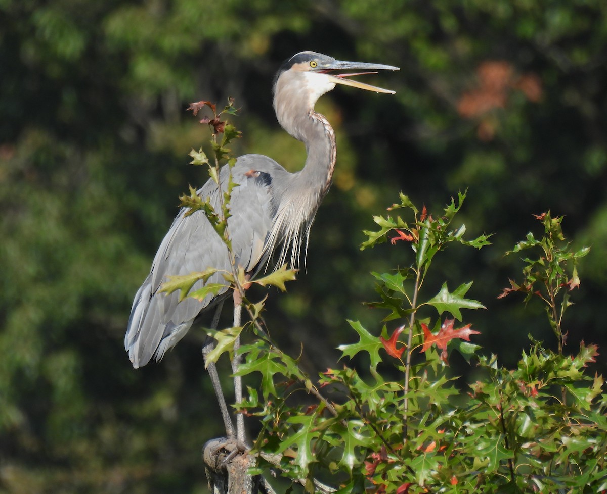 Great Blue Heron - ML642087885