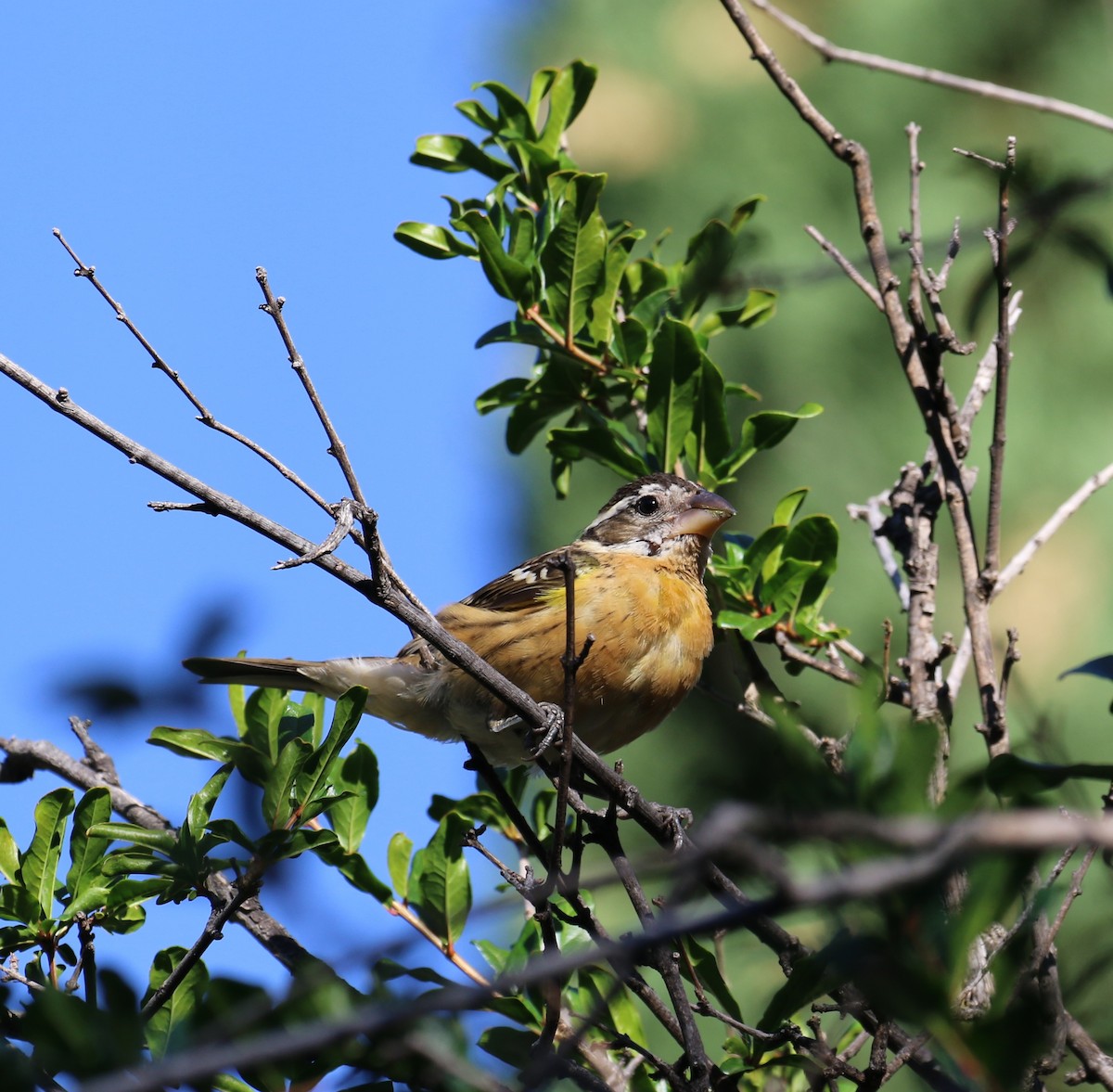Black-headed Grosbeak - ML642087886