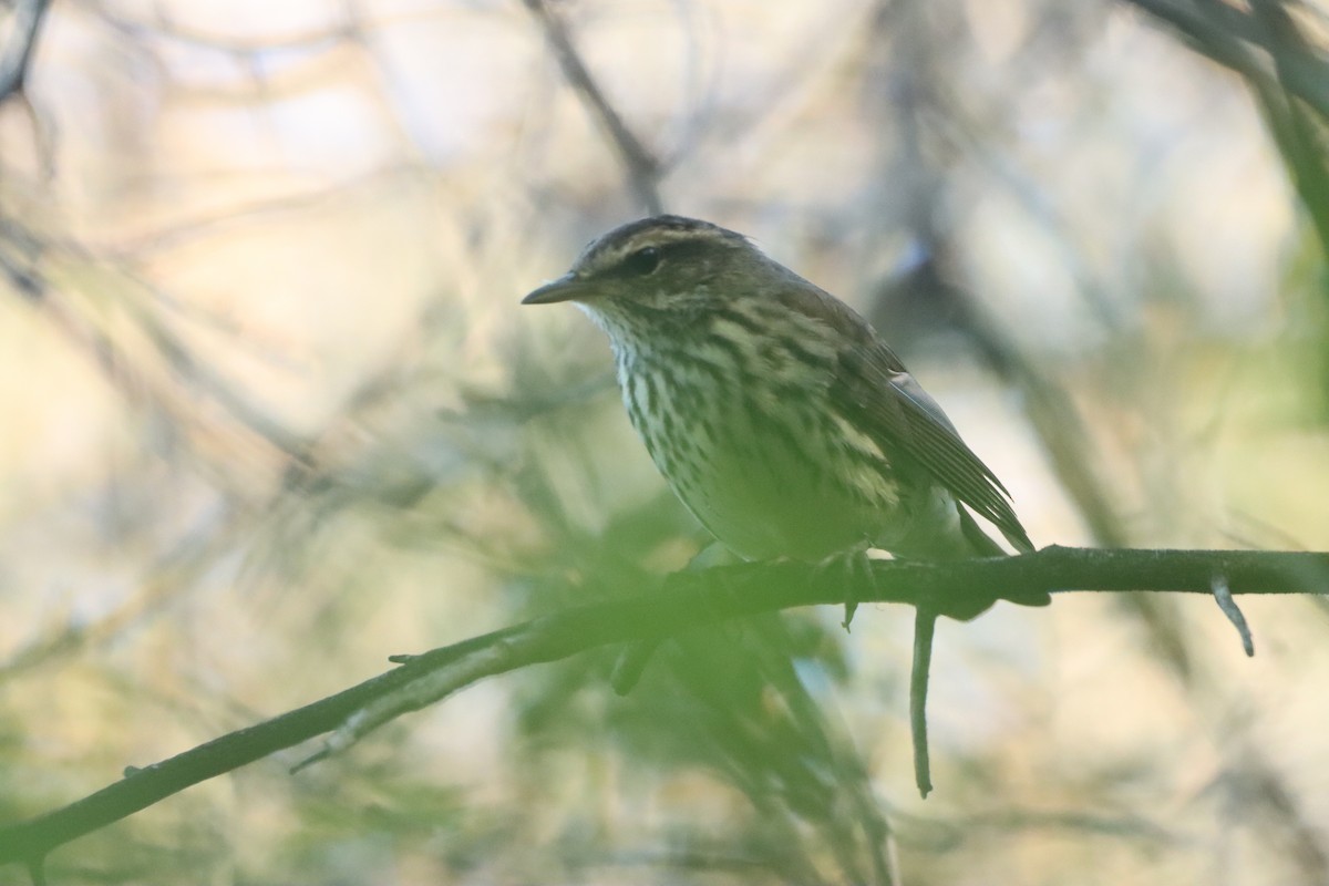 Northern Waterthrush - ML642087889