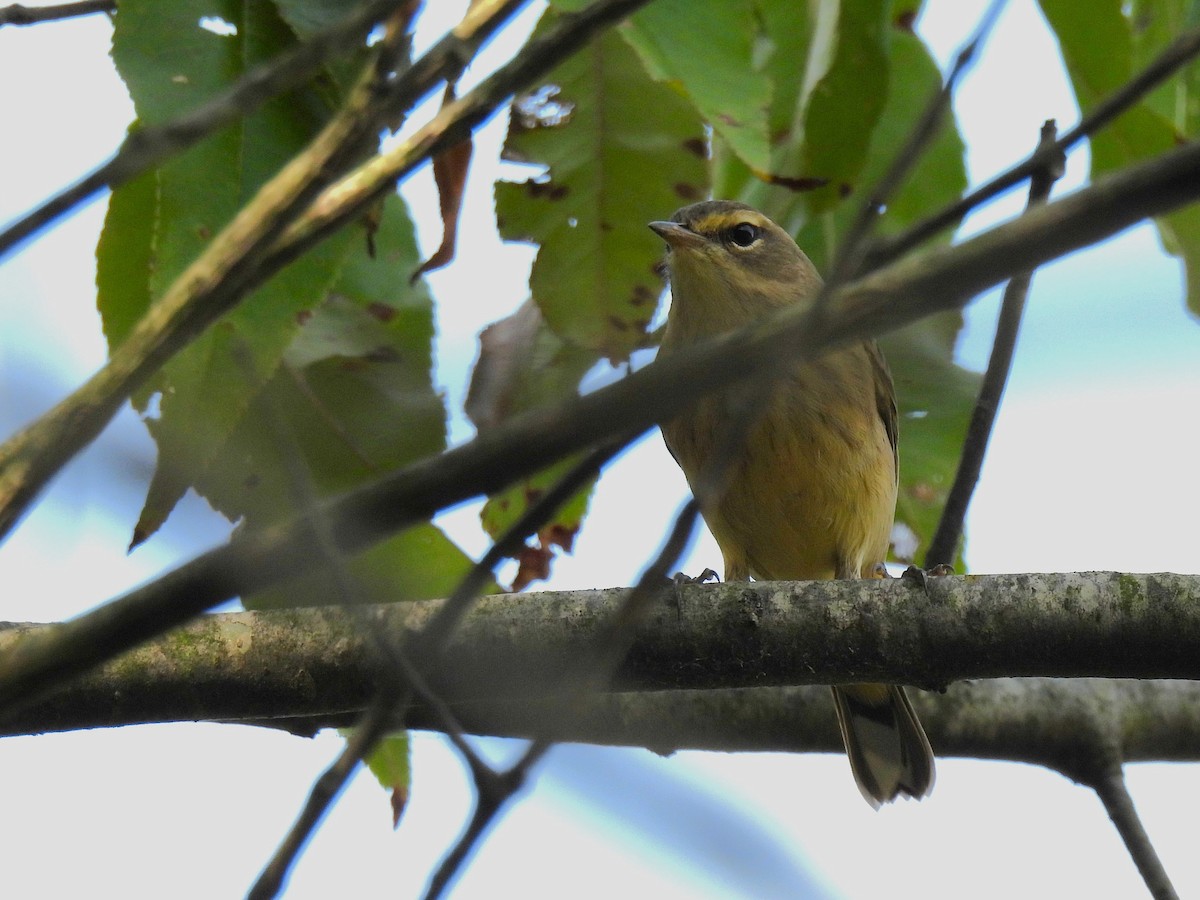 Palm Warbler - ML642087895