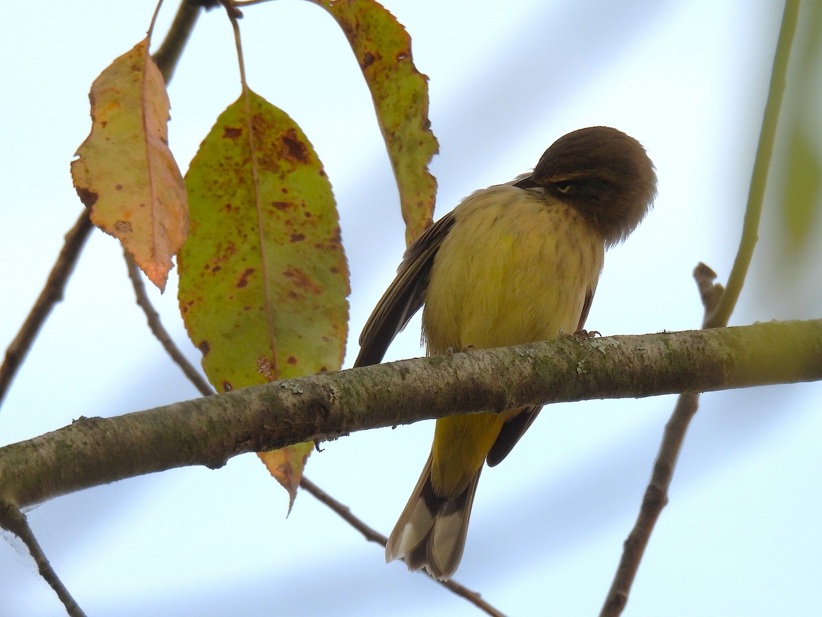 Palm Warbler - ML642087896