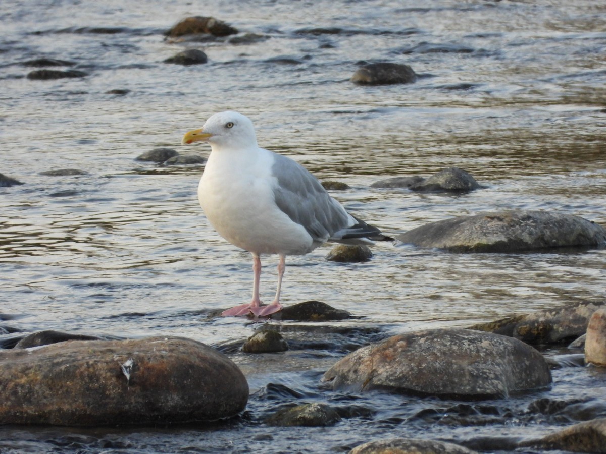 American Herring Gull - ML642087901