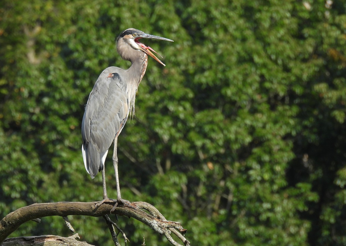 Great Blue Heron - ML642087903