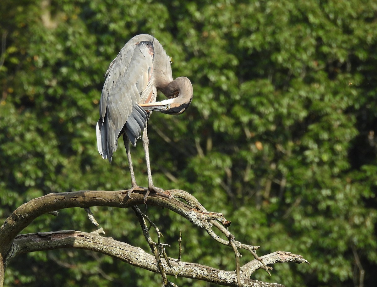 Great Blue Heron - ML642087906