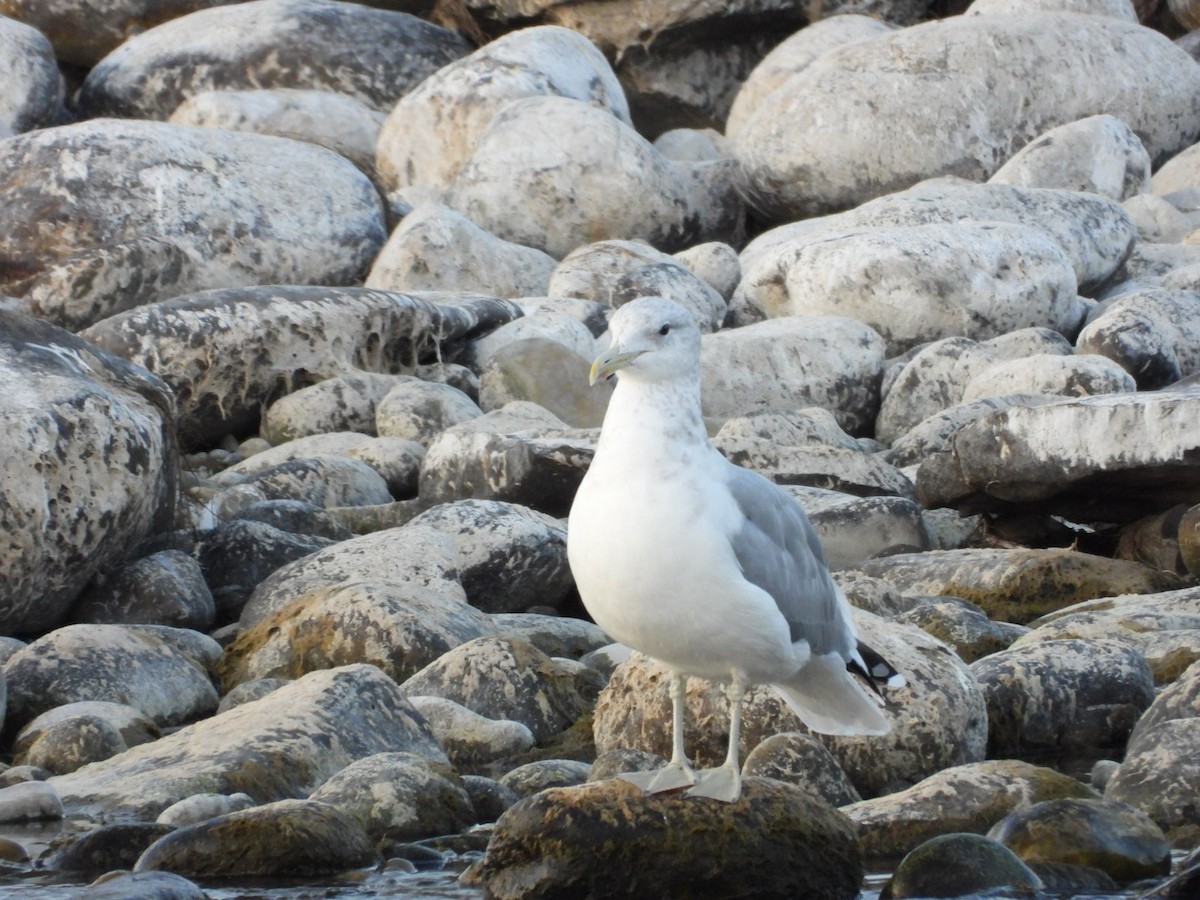 California Gull - ML642087914