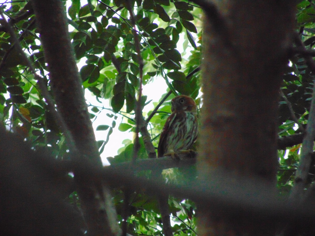Ferruginous Pygmy-Owl - ML642087917