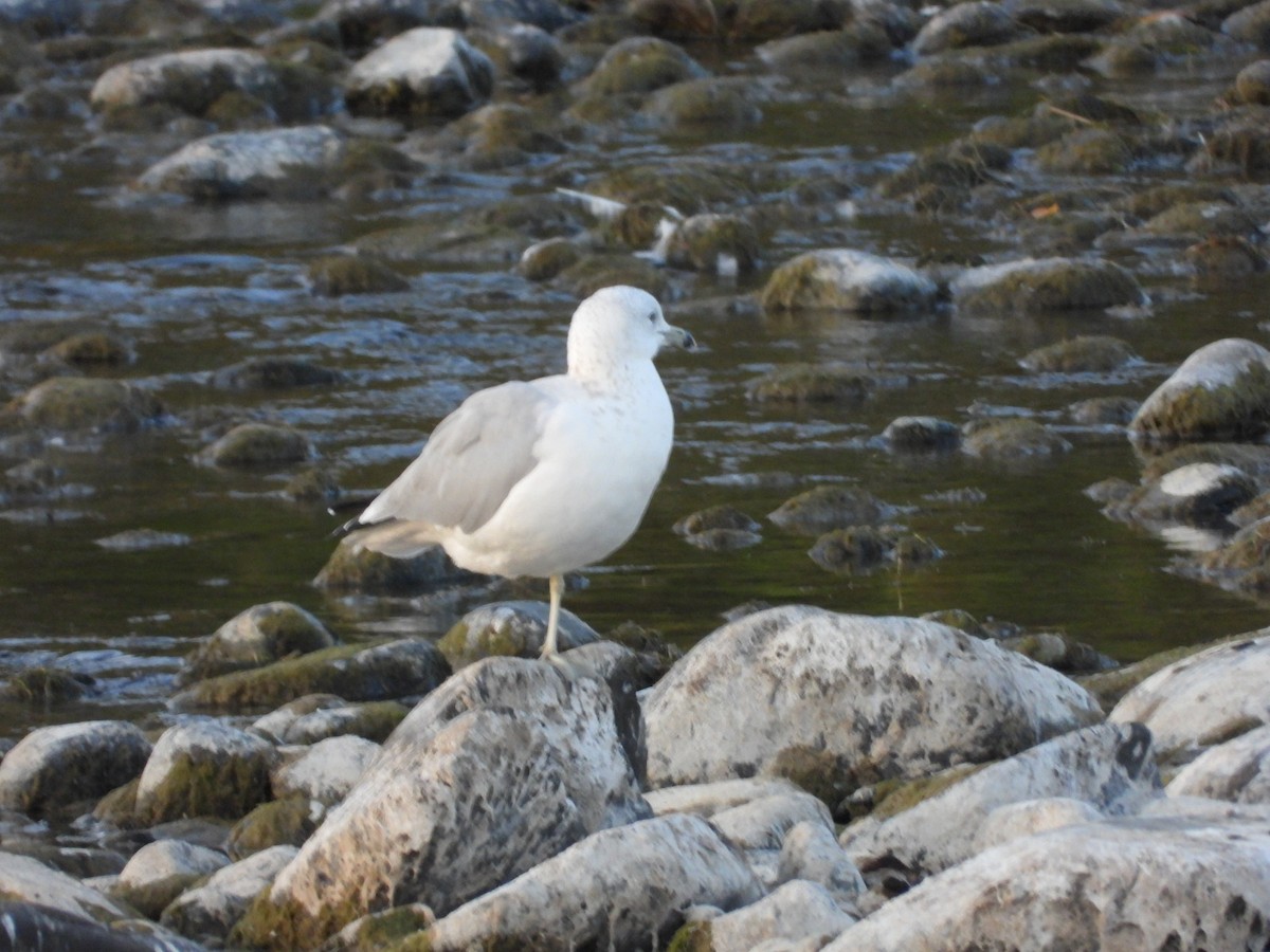 Ring-billed Gull - ML642087927